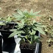 OG KUSH-Barneys Farm-Season 2026
