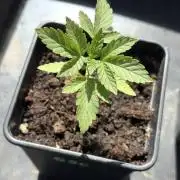 Season 2026# GSC# Barney’s Farm