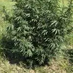 OG KUSH Season 2k25