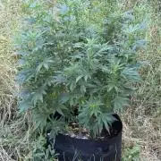 OG KUSH-Barneys Farm-Season 2026