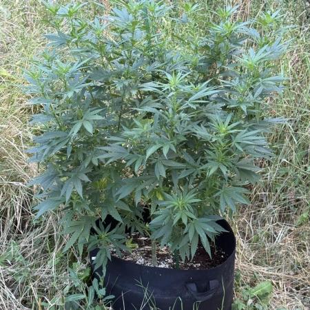 OG KUSH-Barneys Farm-Season 2026