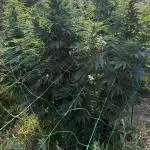 Girl Scout Cookies Season 2k25