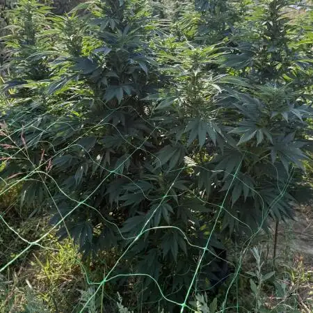 Girl Scout Cookies Season 2k25