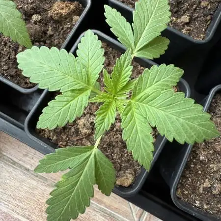Girl Scout Cookies Season 2k25