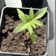 OG KUSH-Barneys Farm-Season 2026