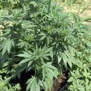 Season 2026# GSC# Barney’s Farm