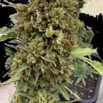 Dwarves 2k25 Sour Diesel Auto