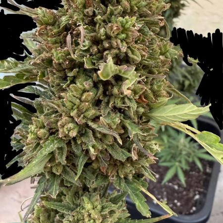 Dwarves 2k25 Sour Diesel Auto