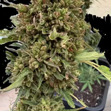 Dwarves 2k25 Sour Diesel Auto