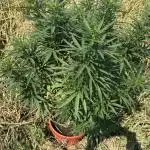 Blue Sunset Sherbert 2k25