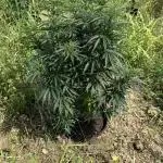 OG KUSH Season 2k25