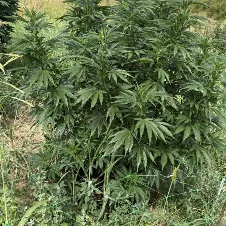 Girl Scout Cookies Season 2k25