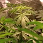 super strains cookies krush- la jefa- ..