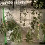 Jelly Donutz - Humboldt Seed Company
