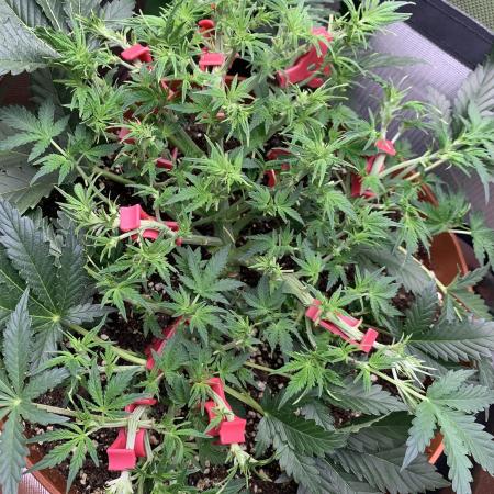 Alaskan Purple Automatic  24/7