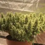 Alaskan Purple Automatic  24/7