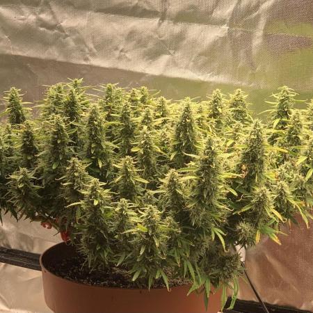 Alaskan Purple Automatic  24/7