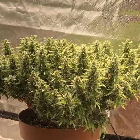 Alaskan Purple Automatic  24/7