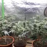 Jelly Donutz - Humboldt Seed Company