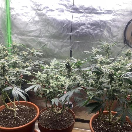 Jelly Donutz - Humboldt Seed Company