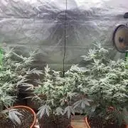 Jelly Donutz - Humboldt Seed Company