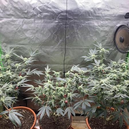 Jelly Donutz - Humboldt Seed Company