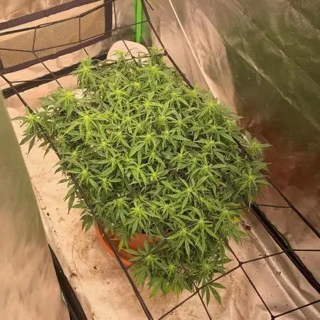 Alaskan Purple Automatic  24/7