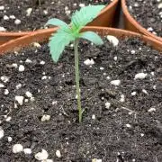 Jelly Donutz 3 Seeds Selection