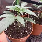 Jelly Donutz 3 Seeds Selection