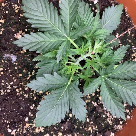 Alaskan Purple Automatic  24/7