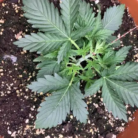Alaskan Purple Automatic  24/7