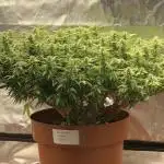 Alaskan Purple Automatic  24/7