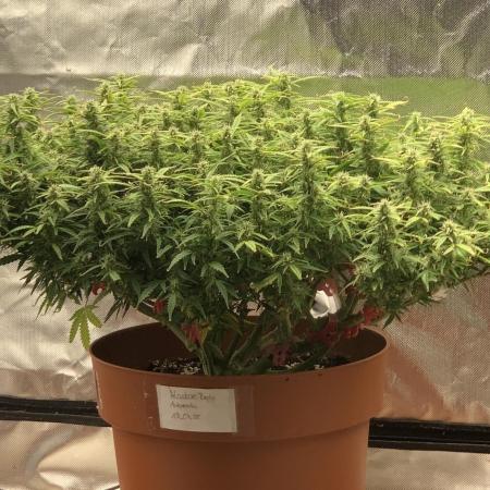 Alaskan Purple Automatic  24/7