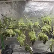 Alaskan Purple Automatic  24/7