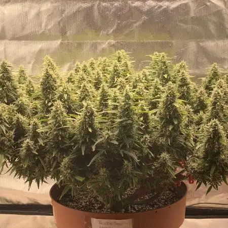 Alaskan Purple Automatic  24/7