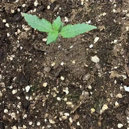 Alaskan Purple Automatic  24/7