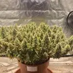 Alaskan Purple Automatic  24/7