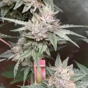 Jelly Donutz - Humboldt Seed Company