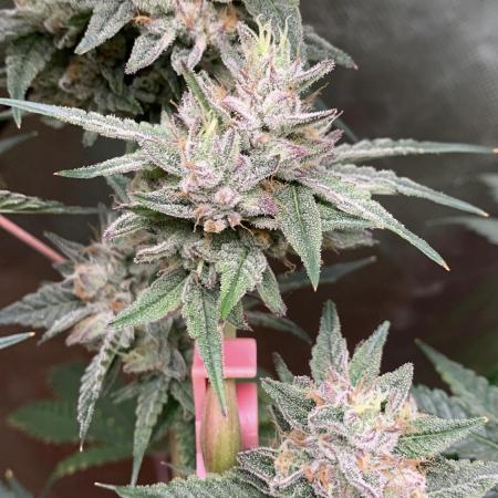 Jelly Donutz - Humboldt Seed Company