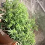 Alaskan Purple Automatic  24/7
