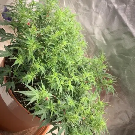 Alaskan Purple Automatic  24/7
