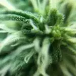 Pineapple Redemption 