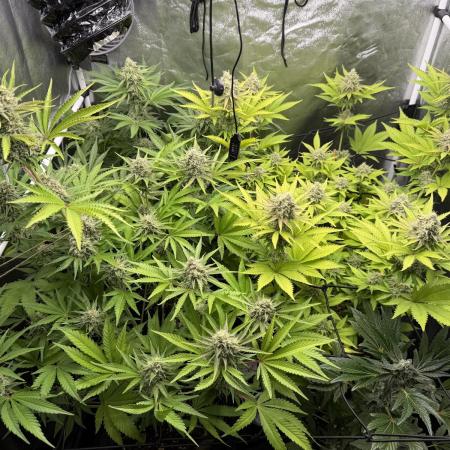 Philosophee seeds run On living soil