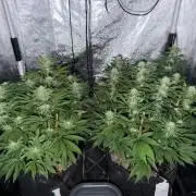 Barneysfarm seed run