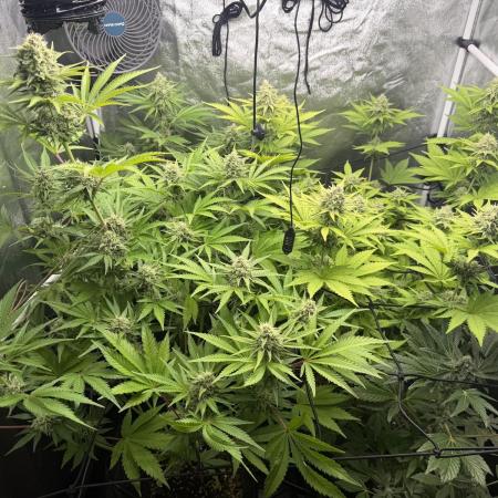 Philosophee seeds run On living soil