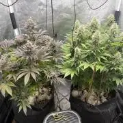 Barneysfarm seed run