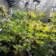 Philosophee seeds run On living soil
