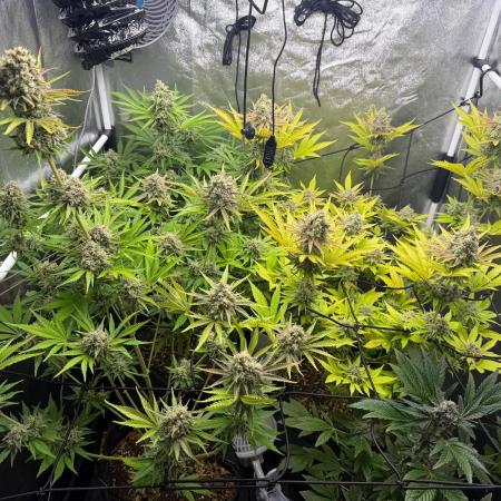 Philosophee seeds run On living soil