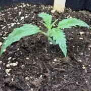 Gorilla Cookies Auto
