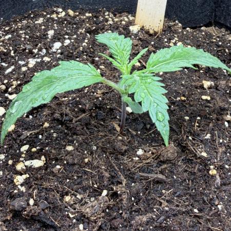 Gorilla Cookies Auto